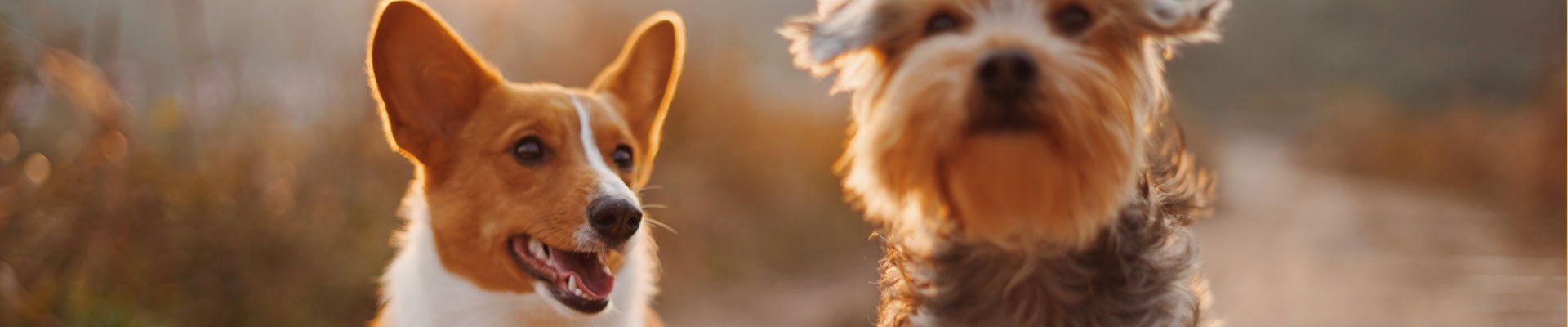 contact-banner