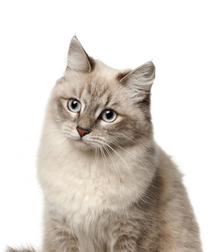For cat